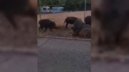 Jabalíes en Uceda