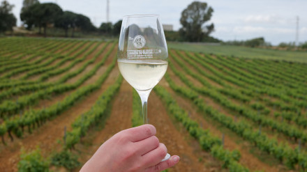 Copa vino blanco y viñedos. DO  Condado de Huelva