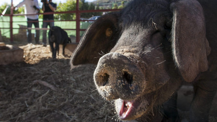 GRA044. ARUCAS (GRAN CANARIA). 25/09/2013.- El Cabildo de Gran Canaria presentó hoy tres sementales de Cochino Negro Canario (Sansón, Tritón y Nerón), los cuales, en las próximas fechas, irán rotando por las distintas ganaderías de la Isla, con el objetivo de obtener la extensión de la raza pura. EFE/Ángel Medina G.
