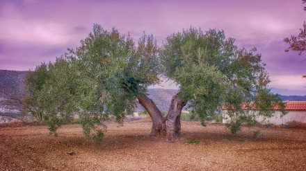 Este árbol milenario, junto con su emblemática rama, ha sido reconocido a lo largo de la historia como símbolo de paz, sabiduría y armonía