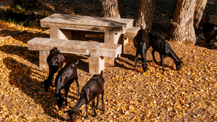 Rebaño de cabras. Área recreativa Fuente de El Raso en otoño. Frailes, Jaén, Andalucía, España