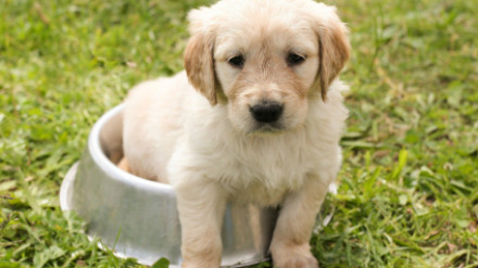 El nombre de perro más común en La Rioja