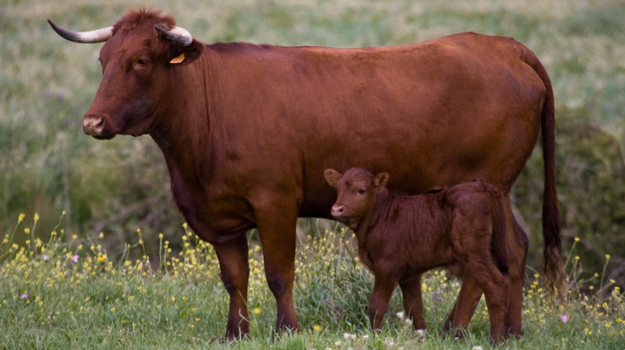 Asociación Nacional de Raza Retinta