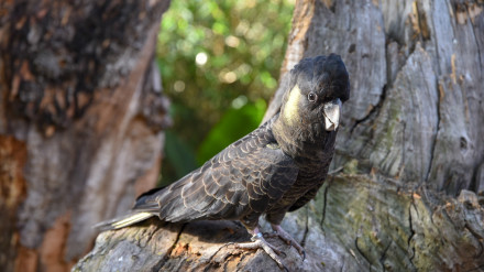 cacatua negra