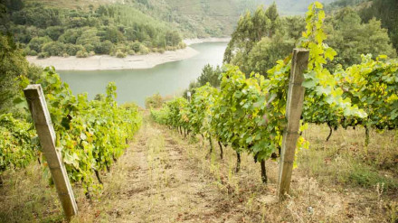 Viñedos en la IXP Terras do Navia