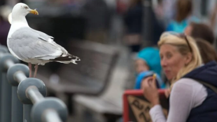 Gaviota observa a una persona que está comiendo en la calle