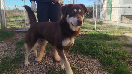 Everest es uno de los perros que se pueden adoptar.