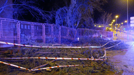 Árbol caído en el Bolón, en Zamora
