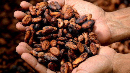 Granos de cacao