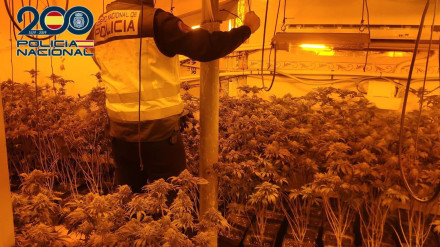 La plantación de marihuana desmantelada.