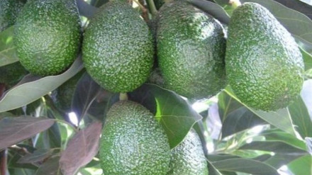 Detienen a un empresario hortofrutícola en Vélez-Málaga por explotación laboral