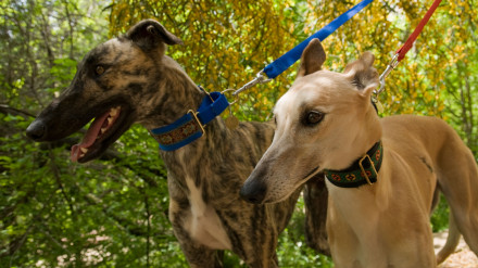 ¡El día Mundial del Galgo!