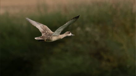 24 años celebrando el Día Mundial de los Humedales en Huelva