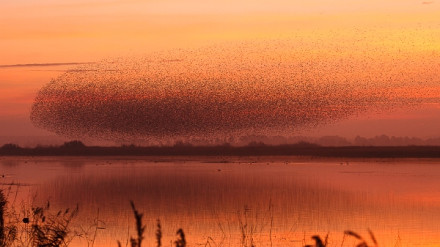 En Navarra hay un total de 23 humedales, el más espectacular, la Laguna de Pitillas
