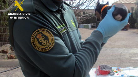 Un agente de la Guardia Civil muestra uno de los cachorros con la cola amputada