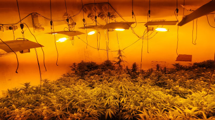 Operación contra el tráfico de drogas en Almassora