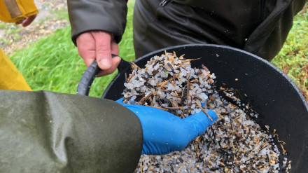 Imagen de archivo de pellets retirados en playas de Ribeira en enero de 2024