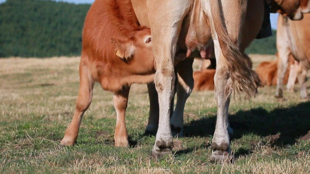 O Sabor dos Ancares ha permitido que los productores de carne cobren más por su trabajo y crear nuevos empleos