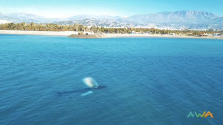 Visita de lujo este fin de semana en las playas de la Costa Tropical