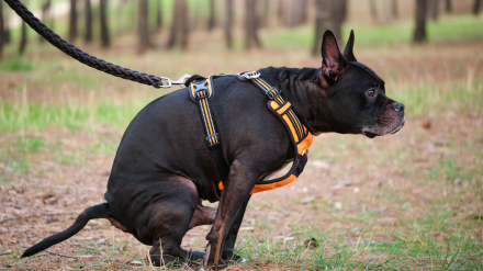 Un perro defecando en una zona verde