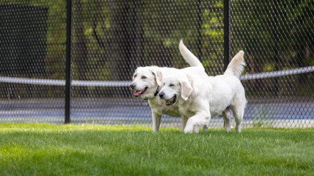 Dos perros jugando en una zona verde