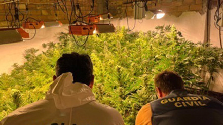 Operativo de la Guardia Civil contra el cultivo de marihuana en la provincia de Granada