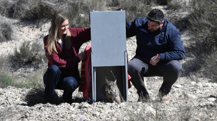 La ministra y el presidente de Murcia en la suelta de la lince Verdad