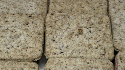 Galletas realizadas con harina de insecto y que están patentando