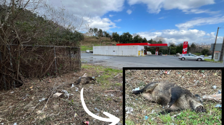 El jabalí está cerca de la estación de servicio. En primer plano su estado en la zona de A Cabana