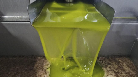 Producción de aceite en una cooperativa