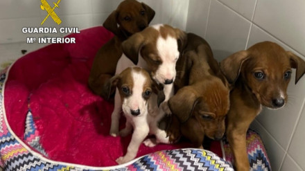 Cachorros abandonados en A Guarda