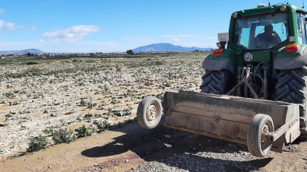 Un tractor en una plantación de la pedanía de Hinojar anegada de barro