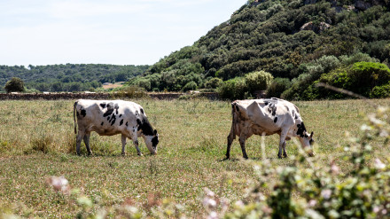 20.000 euros a la Asociación Frisona Balear