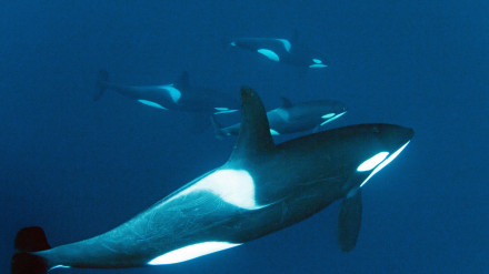 Un grupo de orcas (Orcinus orca) bajo el agua