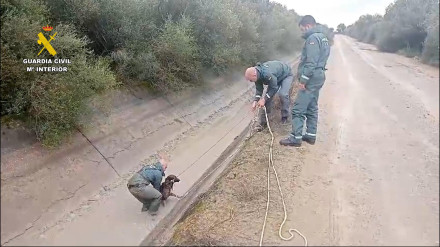 La Guardia Civil rescata a tres perros atrapados en una acequia en Dos Hermanas