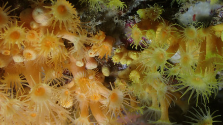 Biólogos marinos descubren dos nuevas especies de coral en Castell de Ferro y Ceuta