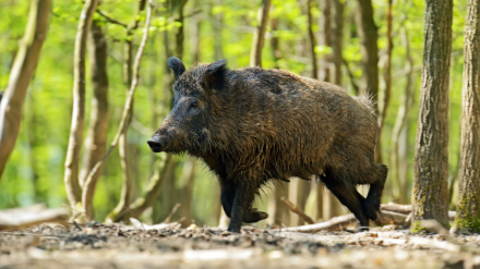 Jabalí en un bosque