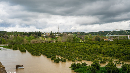 Finca inundada en Palma del Río