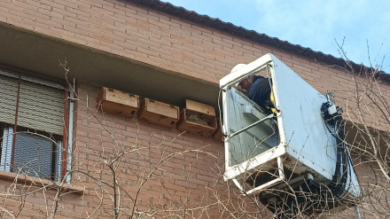 Un operario revisa en altura las cajas-nido de golondrina y vencejo instaladas en un colegio de Lorca