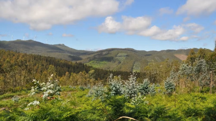 Plantación de eucaliptos en Galicia