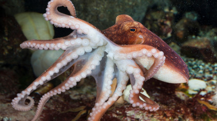 La inteligencia del pulpo supera por mucho a los primates
