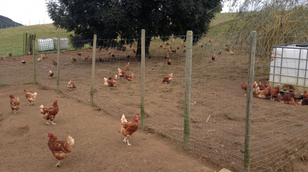 Gallinas de la Granja Anero