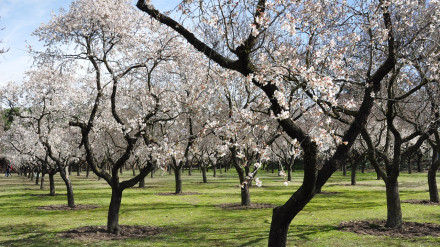Almendros en floración en una imagen de archivo