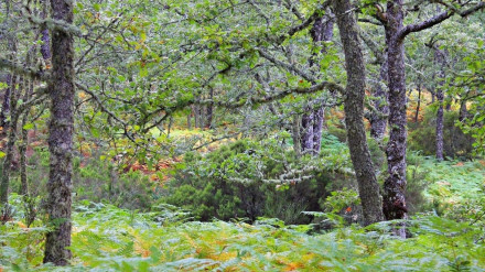 Foto de archivo de una zona de las Fragas do Eume
