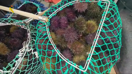 Vídeo con los sacos cargados de erizo decomisado en el Puerto de Aguiño