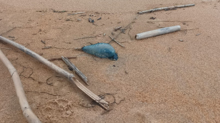 Carabela portuguesa en la playa de La Antilla