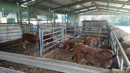 Ganado en el bebedero