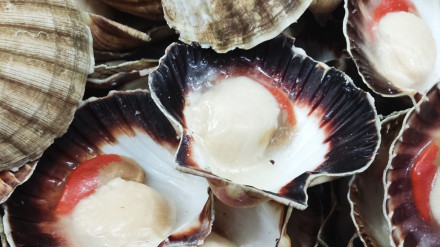 Vieiras de la ría de Ferrol