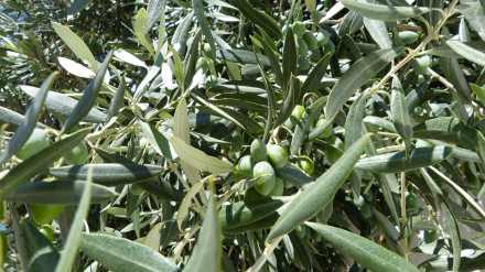 Olivo