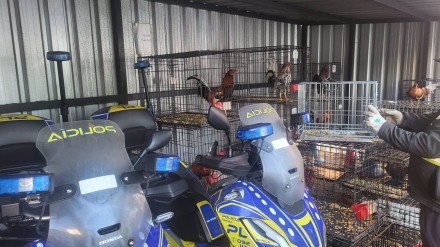 Jaulas con los gallos de pelea incautados por los agentes de la Policía Local y trasladados a la comisaría del Distrito Sur.